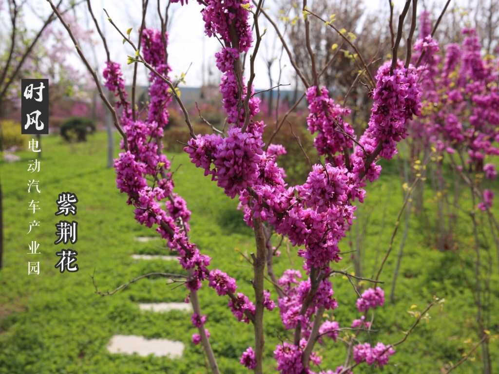 永利集团官网电动工业园紫；；；；